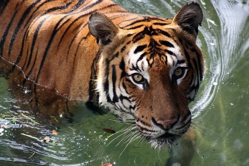 tiger swimming in water