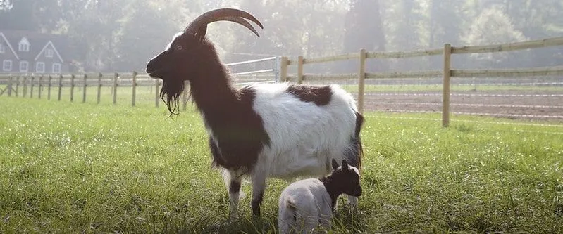 Hatfield Park Farm shows what kind of animals were looked after outside the stone age houses