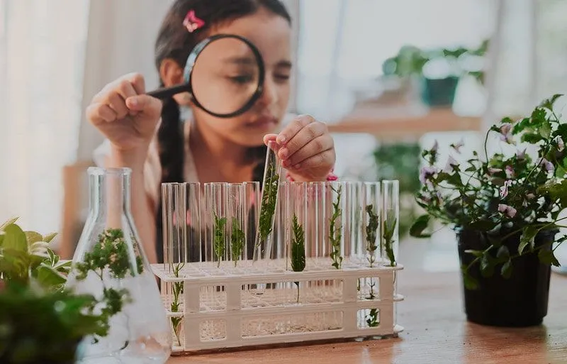Child investigating how leaves help plants with her test tubes