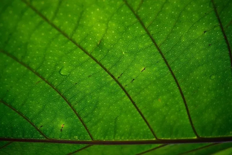 Close up of a green leaf.
