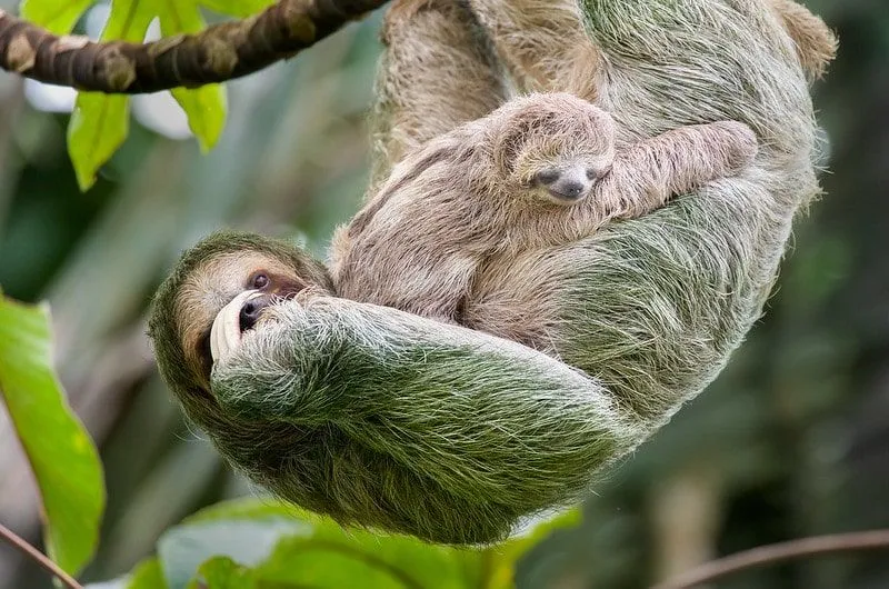 Mum sloth and baby sloth in a tree in Costa Rica