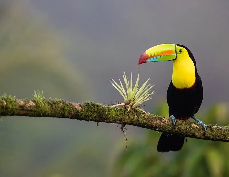 Toucan sitting in a tree in Costa Rica
