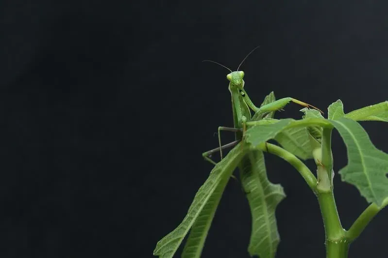 Praying Mantis on a leaf, inspiring fantastic minibeasts activities