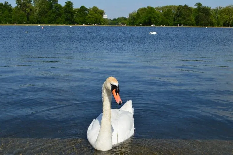 A swan swimming in the Serpentine at Hyde Park.