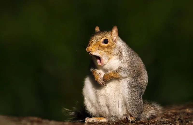 40 Best Squirrel Jokes That Are Just Nuts | Kidadl
