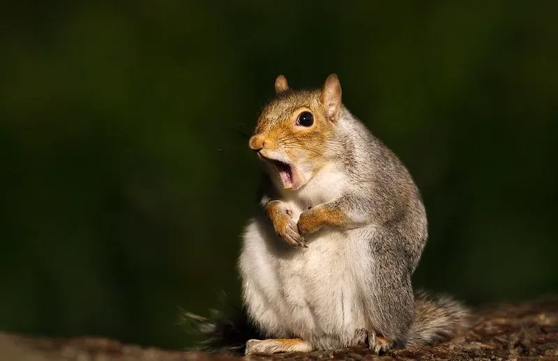 Grey squirrel on its hind legs with its mouth wide open.