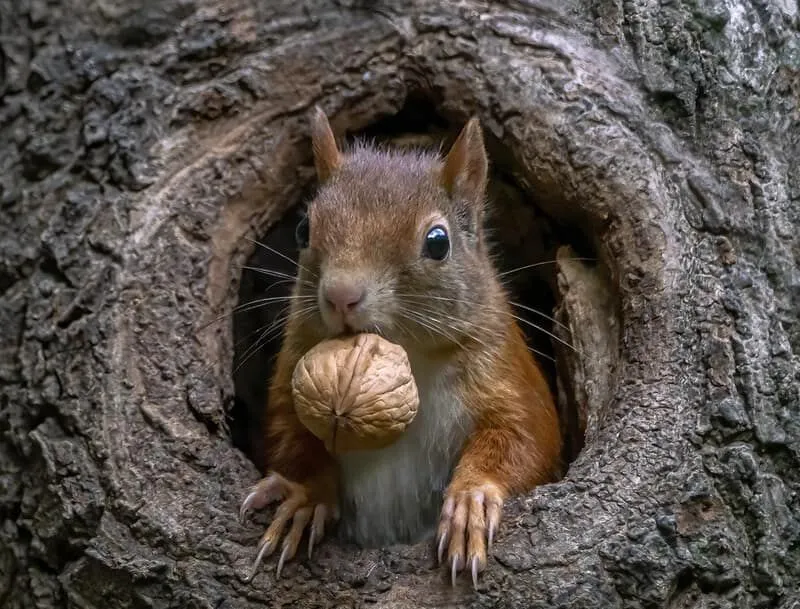 Squirrel poking out a tree with a nut in its mouth.