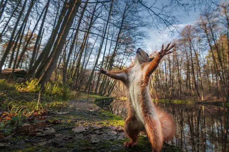 Red squirrel standing on its hind legs with arms stretching out.