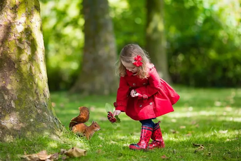 Little girl wearing a red coat feeding a squirrel red berries.