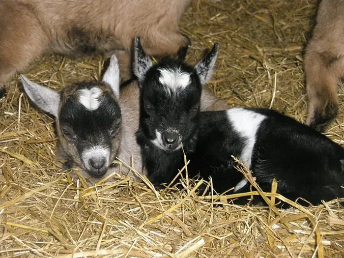 Baby goats sitting in the hay next to their mum.