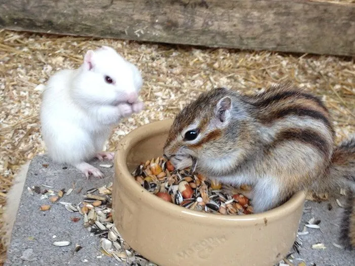 Mouse and striped squirrel feeding on nuts with stuffed cheeks.c