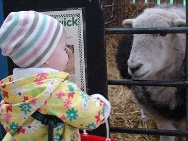 Toddler in striped hat about to feed a sheep.