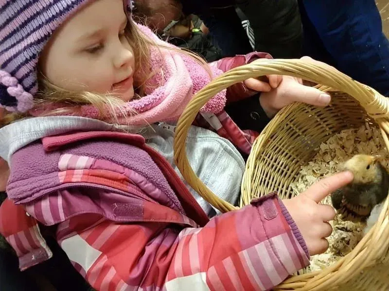 Little girl stroking a chick in a basket at Ash End Farm.