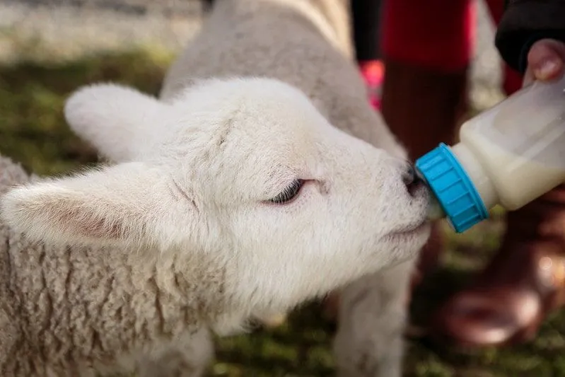 Small lamb being fed milk from a milk bottle.