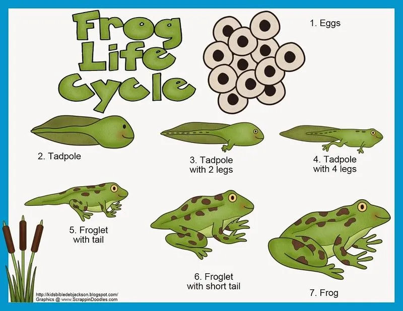 Diagram of a frog life cycle.