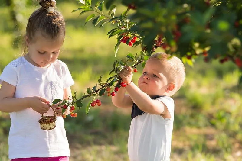 Two young children picking cherries from a tree.