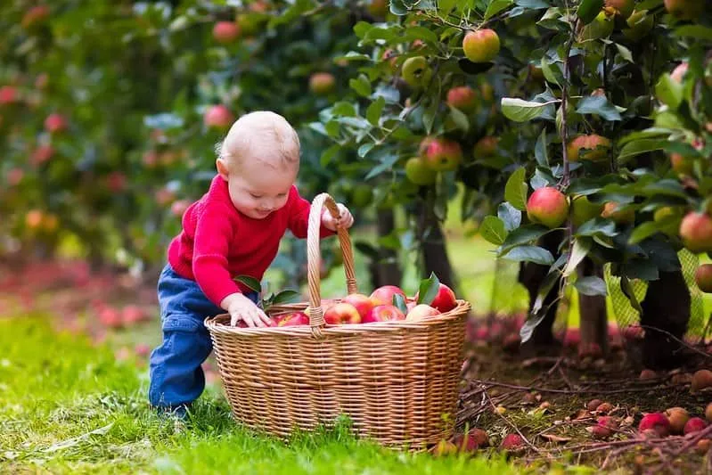 Young boy in an orchard collecting apples in a wicker basket.