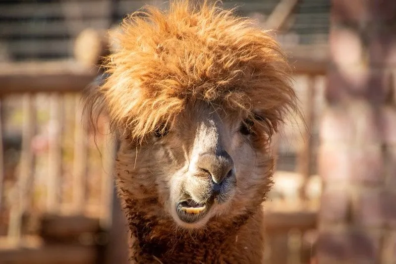Brown alpaca moving its mouth making a funny face.