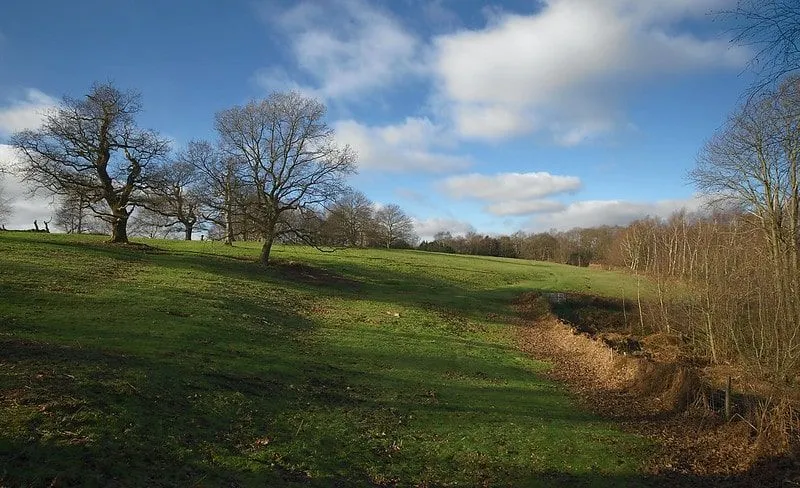 A lovely green open area with a thick woodland to the right.