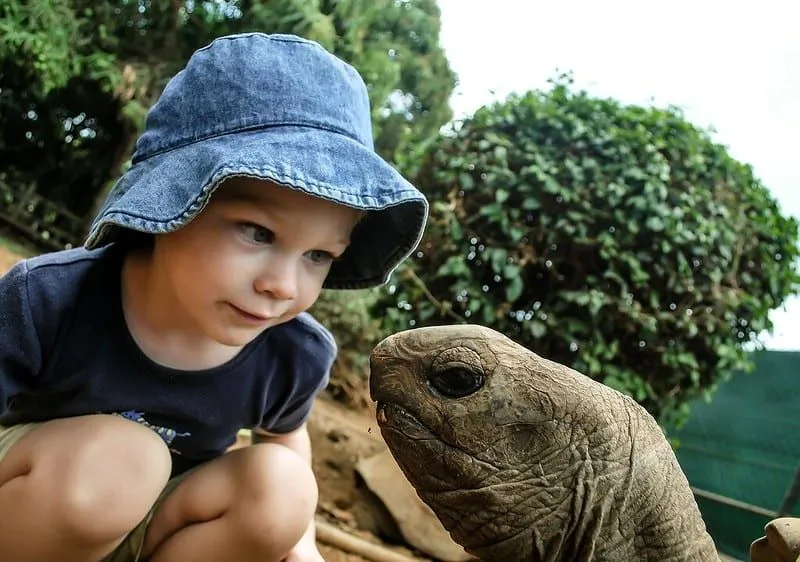 Boy in a sun hat kneeling down to look closely at a turtle.