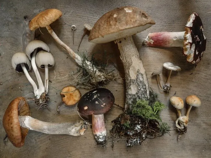 Different species of mushroom on a table.