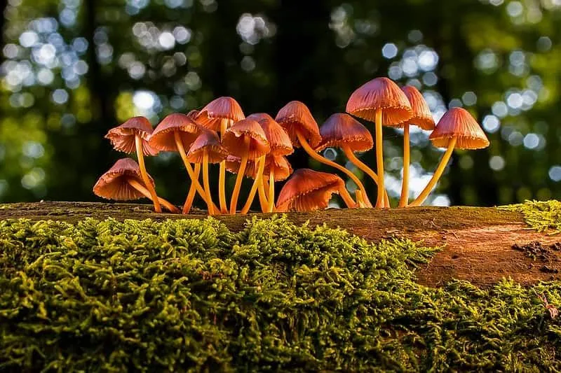 Mushrooms growing on the bark of a tree.