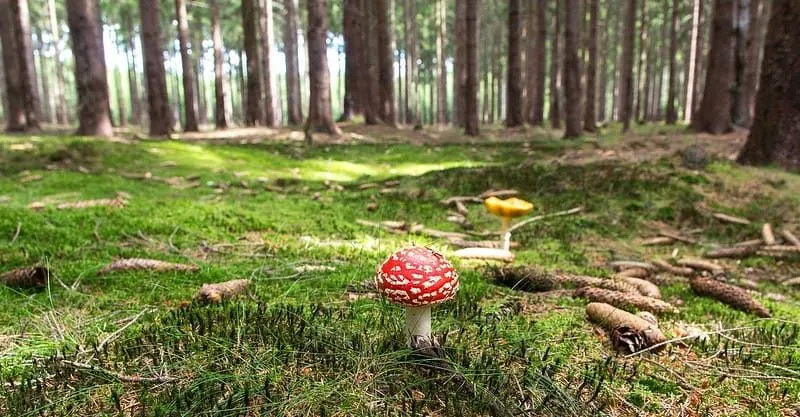 A toadstool growing on the ground in the woods.