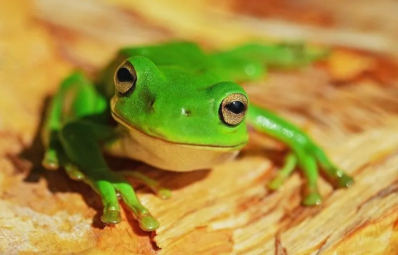 A wide-eyed frog on a table staring at the camera.