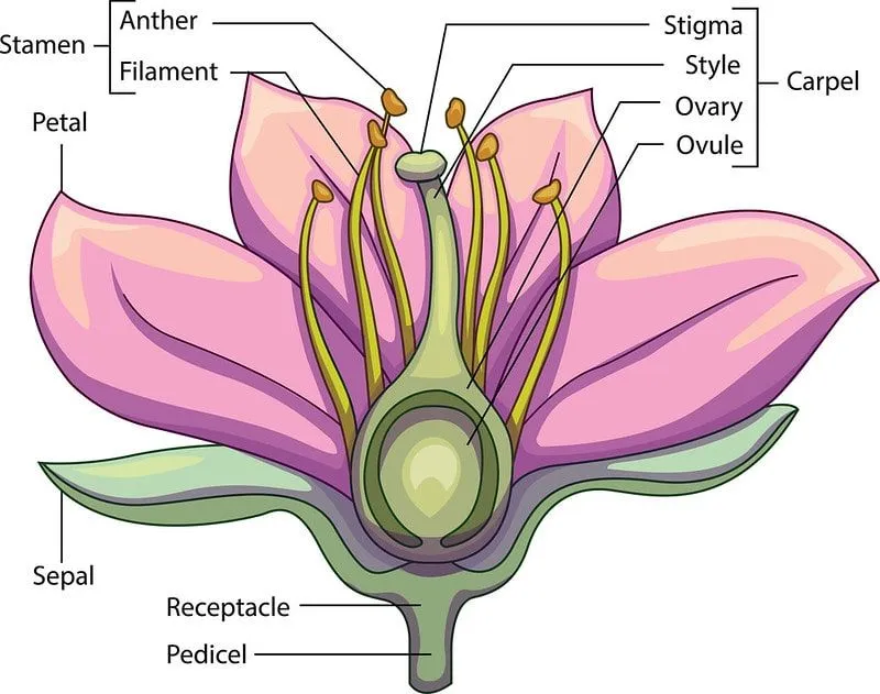 Annotated diagram of the parts of a flower.