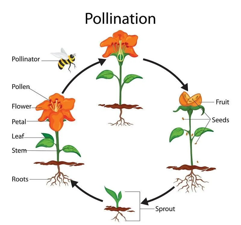 Annotated diagram of the pollination process.