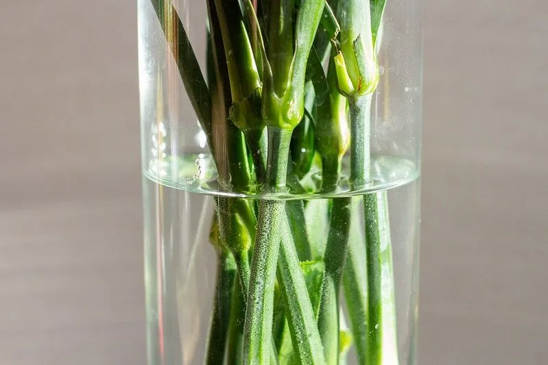 Green stems of flowers in water in a glass vase.