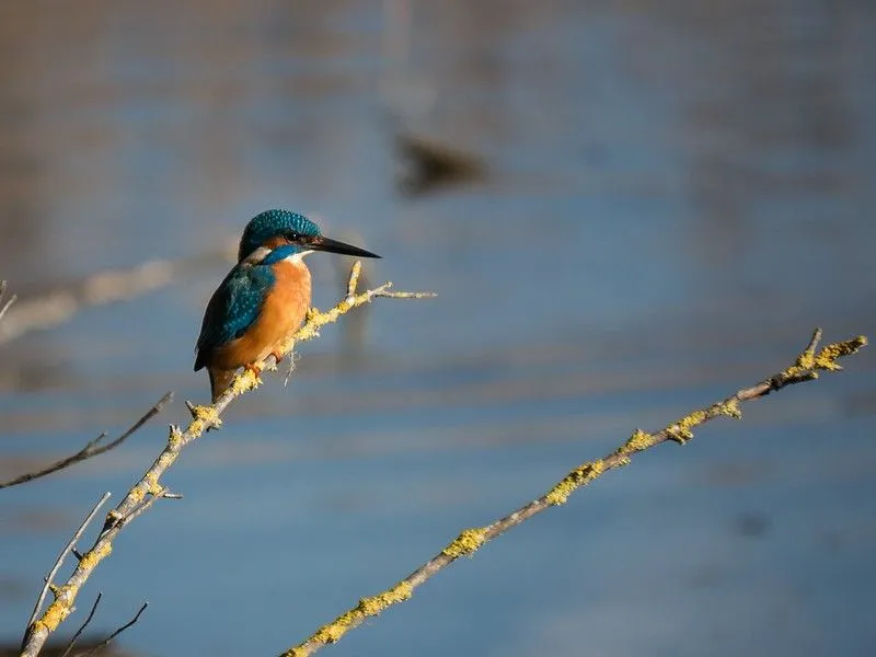 A Kingfisher bird sitting on a branch