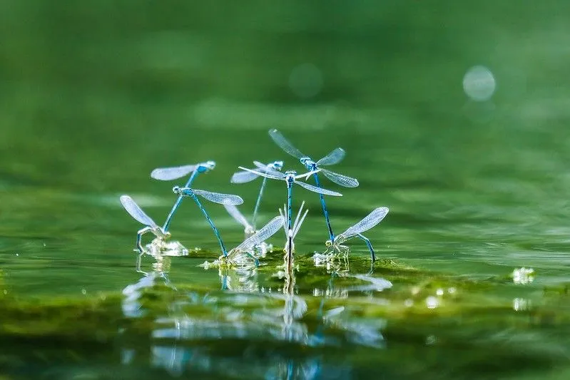 Dragonflies on the water