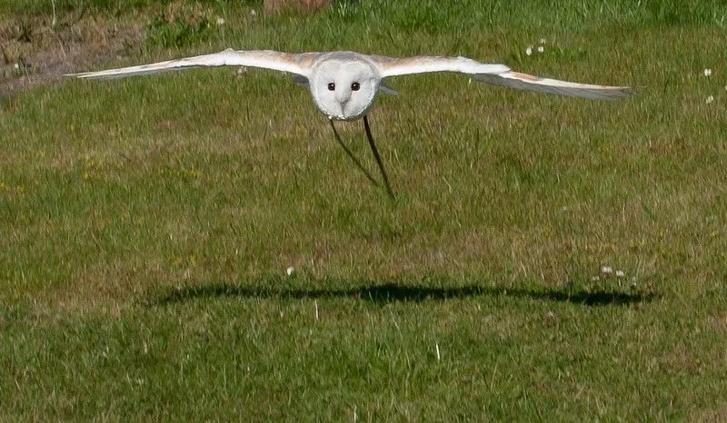 A snowy owl in flight
