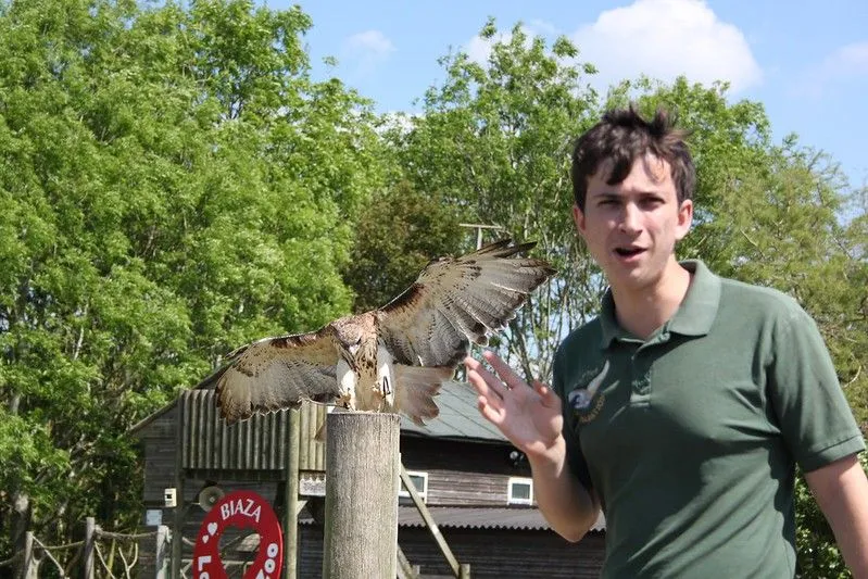 A raptor keeper giving a talk with a bird
