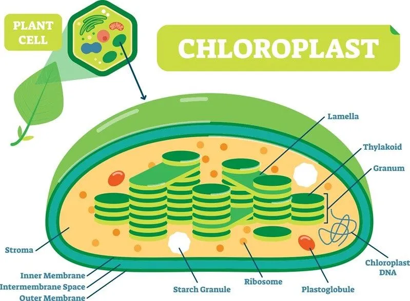 Diagram showing the cross section of chloroplast.