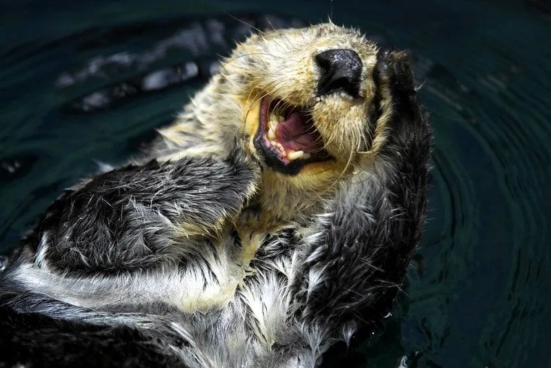 Sea otter lying on its back in the water laughing with its mouth open.