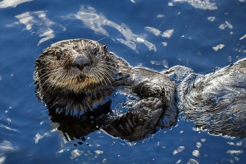 Otter lying on its back in the water looking at camera.