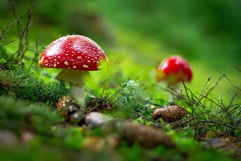 Two toadstools growing in the grass.