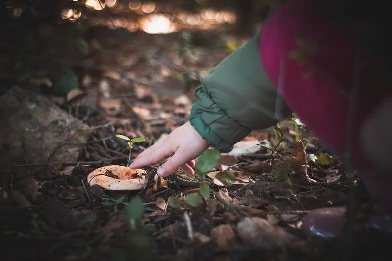 Small child reaching out to touch a mushroom growing in the ground.