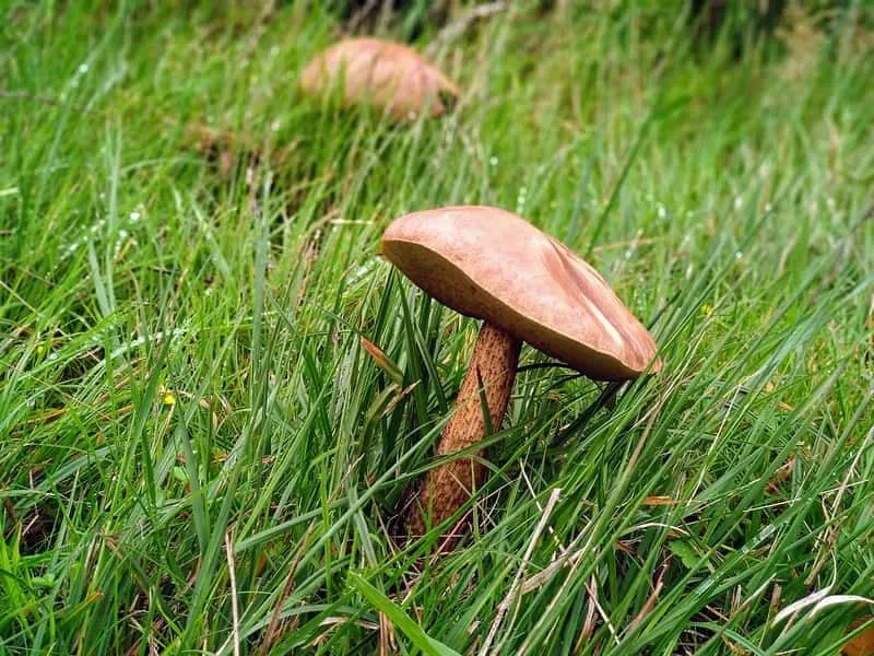 Fungi growing in the grass.