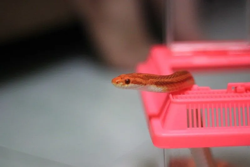 Orange snake slithering out its box.