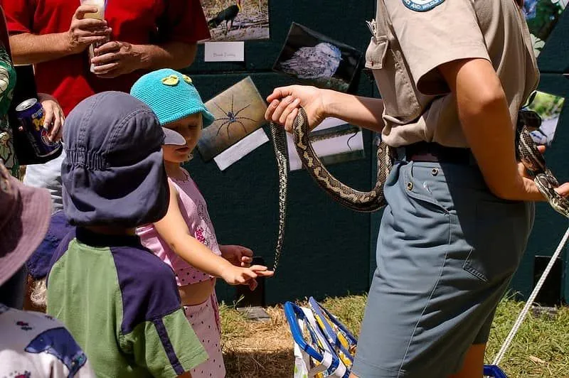 Young kids looking at a snake at a snake show.