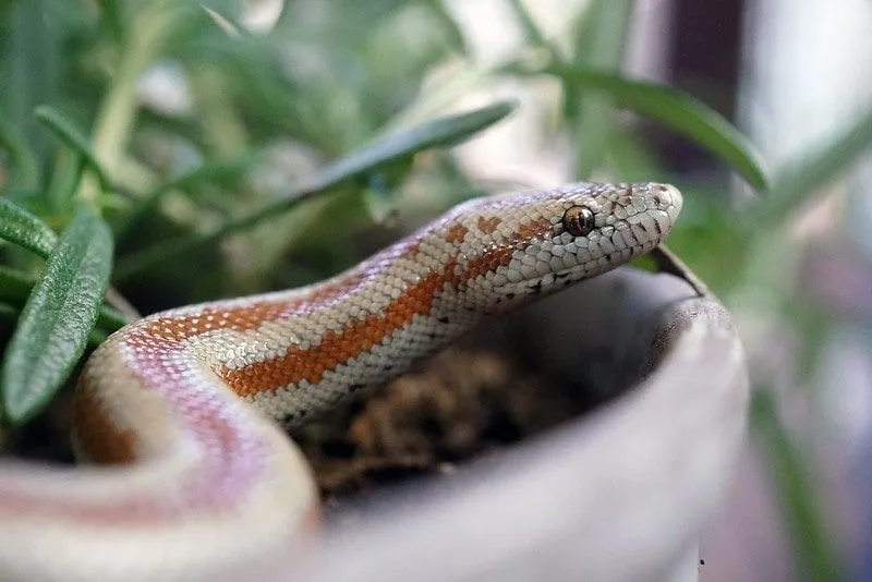 A snake in a plant pot.