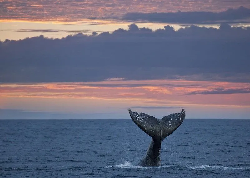 Grey whale tail above the water surface at sunset.