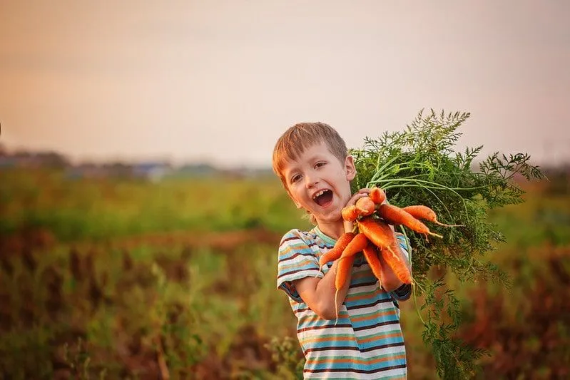 Boy holding a bunch of carrots he's just picked.
