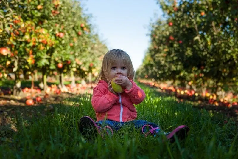 Little girl sat on the grass in an orchard eating a fruit.