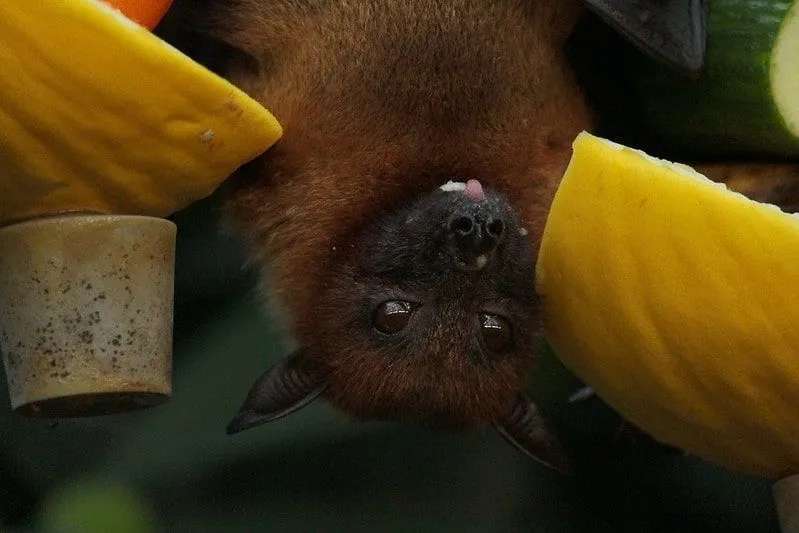 Bat hanging upside down eating a melon.