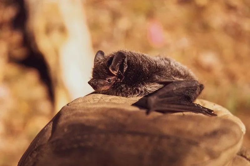 Brown bat lying down.