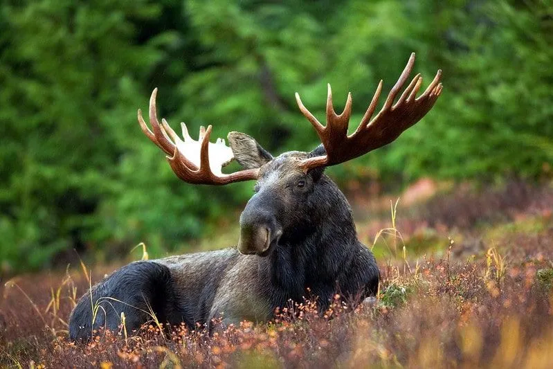 Moose sitting down on the ground.